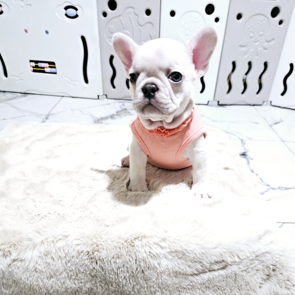 Top Paw Puppy Dog Shirt - Picture 2 of 10